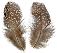 Argus Pheasant Body Feathers