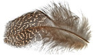 Argus Pheasant Body Feathers