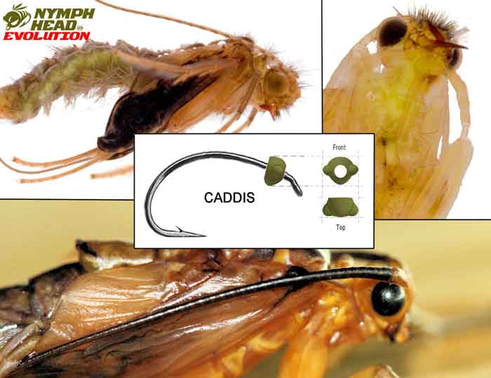 Caddis – Evolution Tungsten Bead Heads