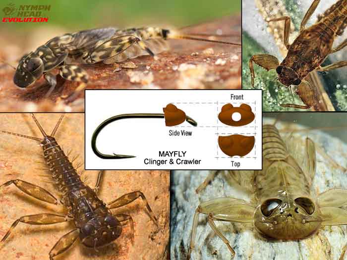 Mayfly Clinger & Crawler – Evolution Tungsten Bead Heads