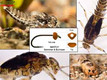 Mayfly Swimmer & Burrower – Evolution Tungsten Bead Heads