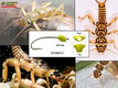 Stonefly – Evolution Tungsten Bead Heads