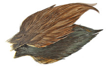Hebert and Whiting Hen Capes