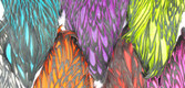 American Black Laced Hen Capes