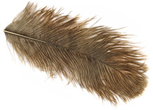 Mini Ostrich Plumes
