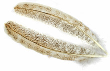 Light Mottled Turkey Quills
