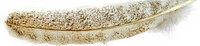 Light Mottled Turkey Quills