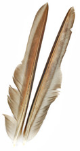Goose Quills