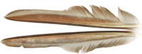 Goose Quills