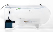 Fish-Skull Fly Tester