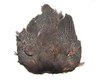 Natural Guinea Skin