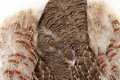 Partridge Skin, Natural Grade 1