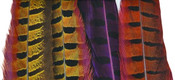 Pheasant and Peacock Feathers