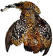 Reeves Pheasant Skin W/O Tail