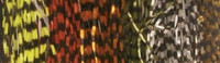 Speckled Centipede Legs