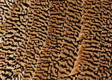 Amgold Pheasant Center Tail Pair