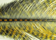 Barred Ostrich Plumes