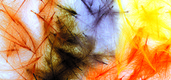 CDC Duck Gland Feathers