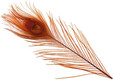 Iridescent Dyed Peacock Eyes UV2
