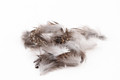 English Grouse Hackle