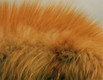 Red Fox