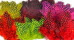 Guinea Strung Body Feathers
