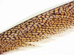 Golden Pheasant Center Tail