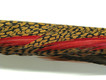 Golden Pheasant Complete Tail