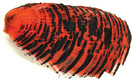 Golden Pheasant Tippets