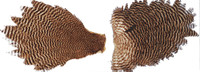 Keough's Grizzly Hen Necks