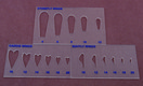 Life Cycle Wing Stencils