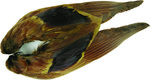 Mallard Wings 1 pr.