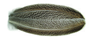 Genuine Mottled Oak Turkey Quills