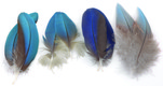 Macaw Paired Shoulders And Body Feathers