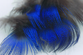 Peacock Body Plumage