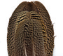 Peacock Moddled Secondary Quills