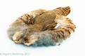 Guinea Strung Body Feathers

