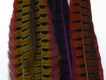 Dyed Ringneck Pheasant Tails