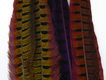Dyed Ringneck Pheasant Tails