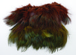 Ringneck Pheasant Rump Hackle