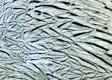 Silver Pheasant Skin