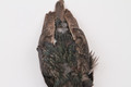 Starling Skin
