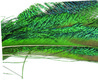 Natural Peacock Swords 6