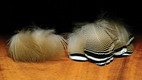 Barred Duck Flank